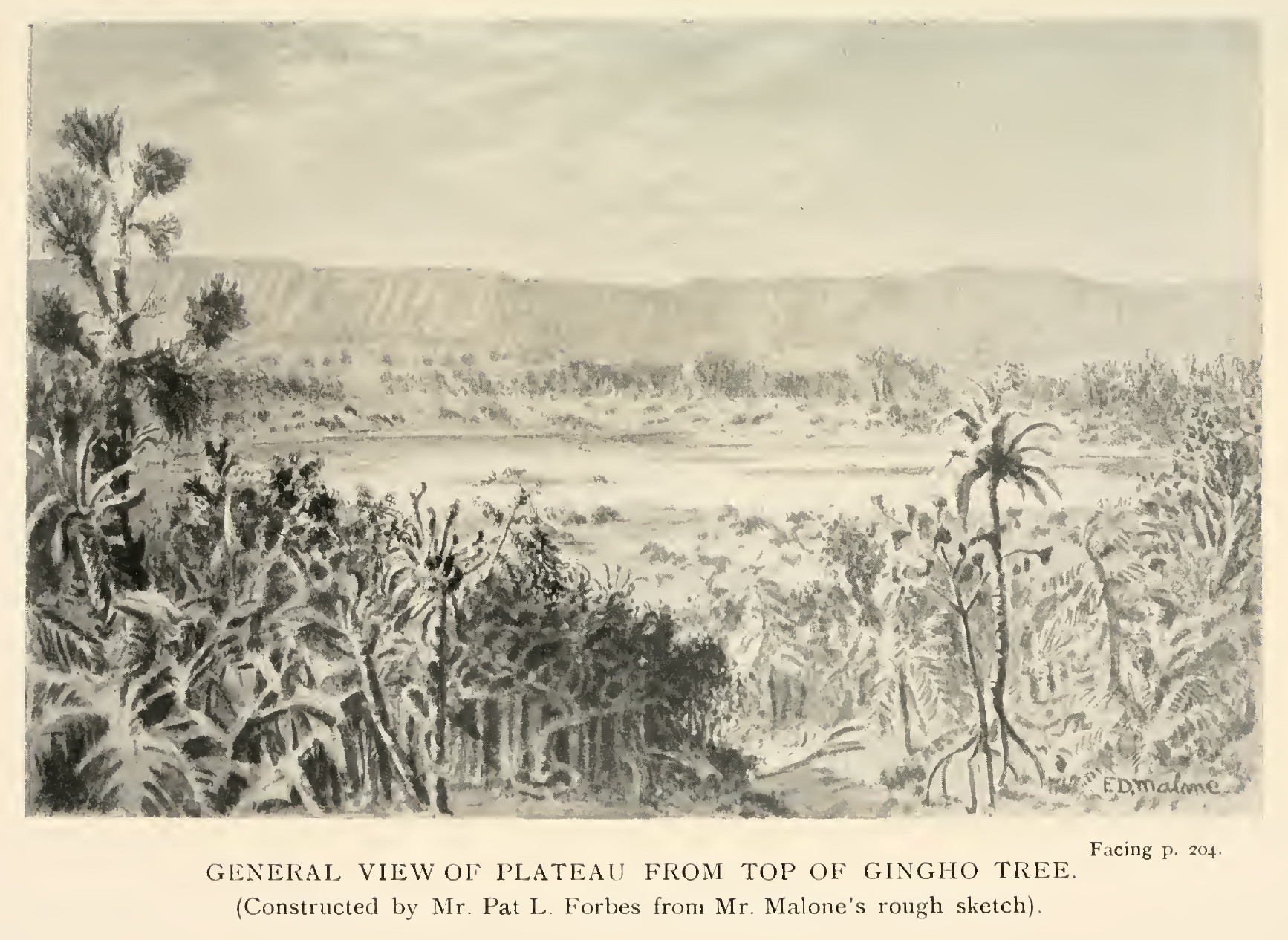 General view of the plateau from the top of the Gingho Tree